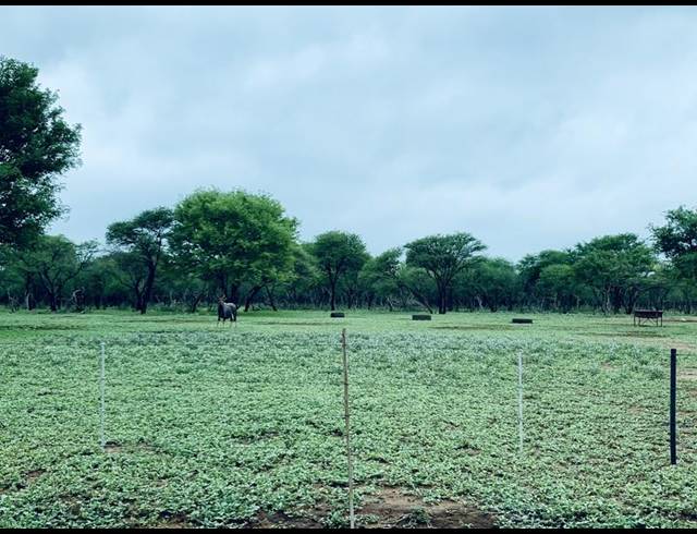 FARM FOR SALE IN DWAALBOOM